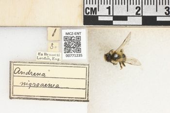 Media type: image;   Entomology 771235 Aspect: Labels